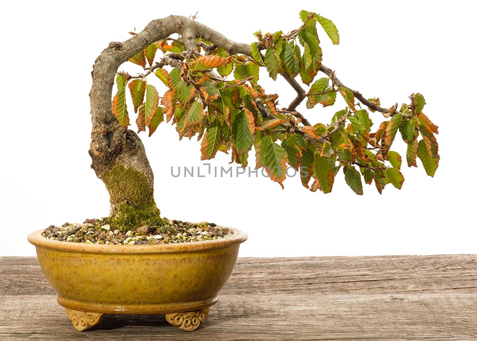 Hornbeam (Carpinus orientalis) bonsai tree in a ceramic pot in autumn
