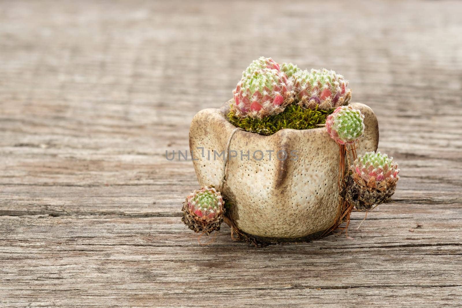 Little Sempervivum houseleek plant in a pot with moss