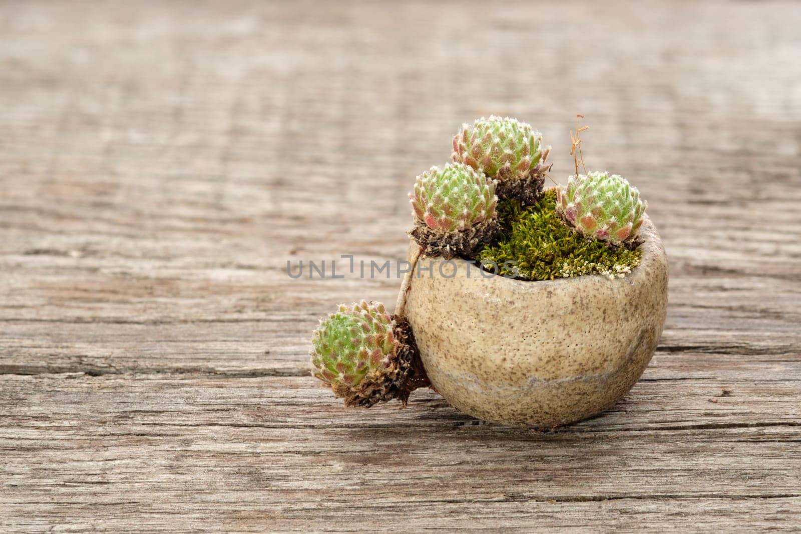 Houseleek plant with moss in a pot with free space on wood