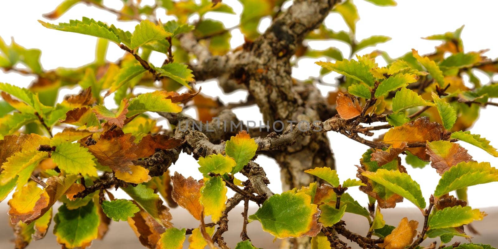 Cork bark elm (Ulmus) bonsai tree in autumn colouring close-up
