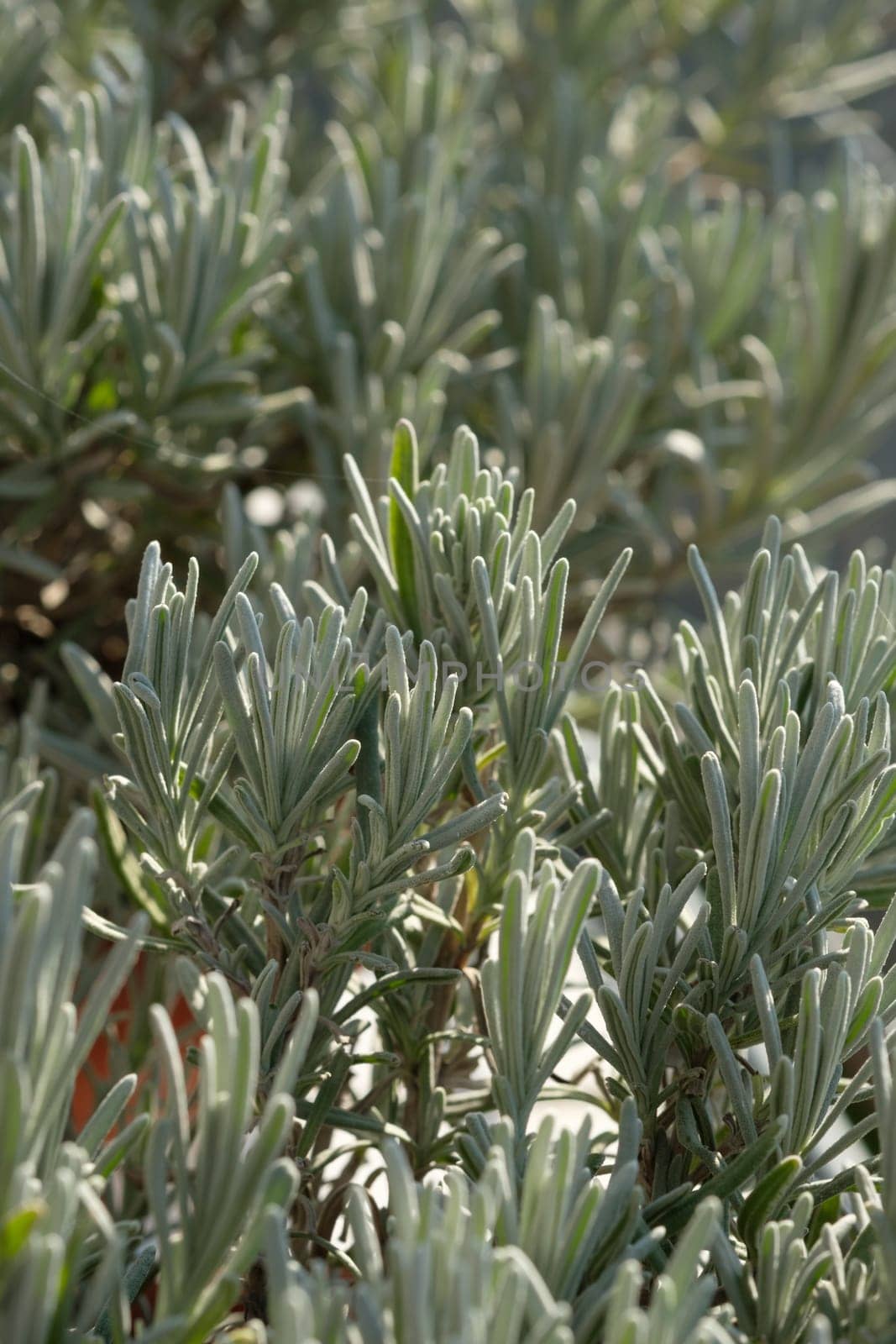 Green lavender plant in vretical format