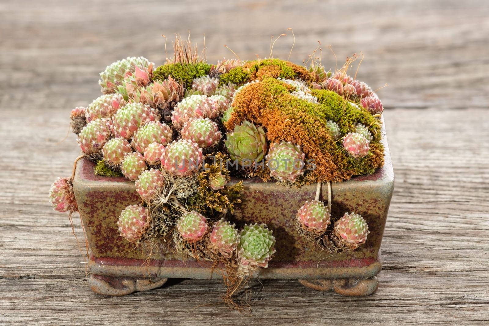 Houseleek Sempervivum with moss in a handmade pot on wood