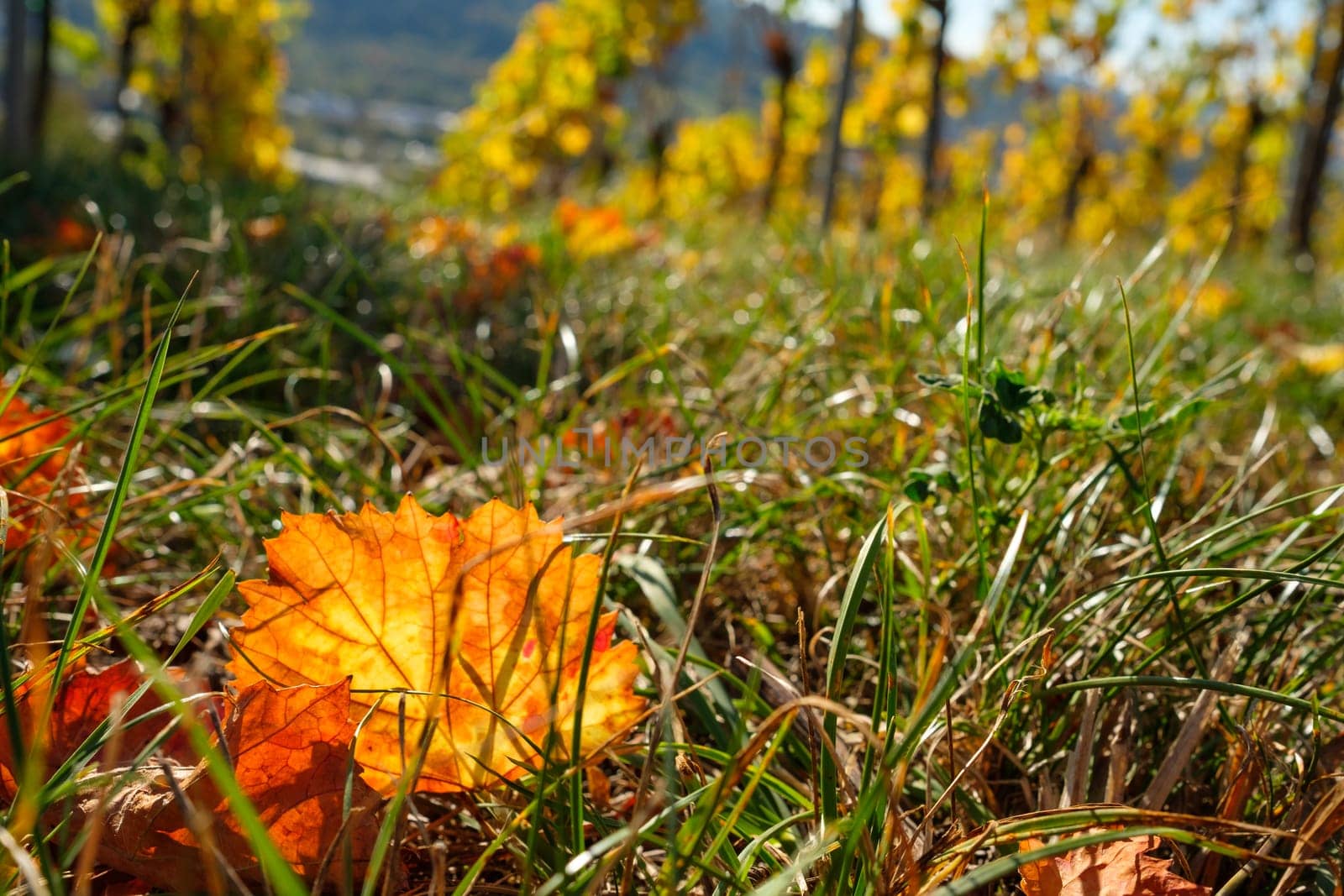 Yellow orange wine leaves in autumn in a vineyard in back lit