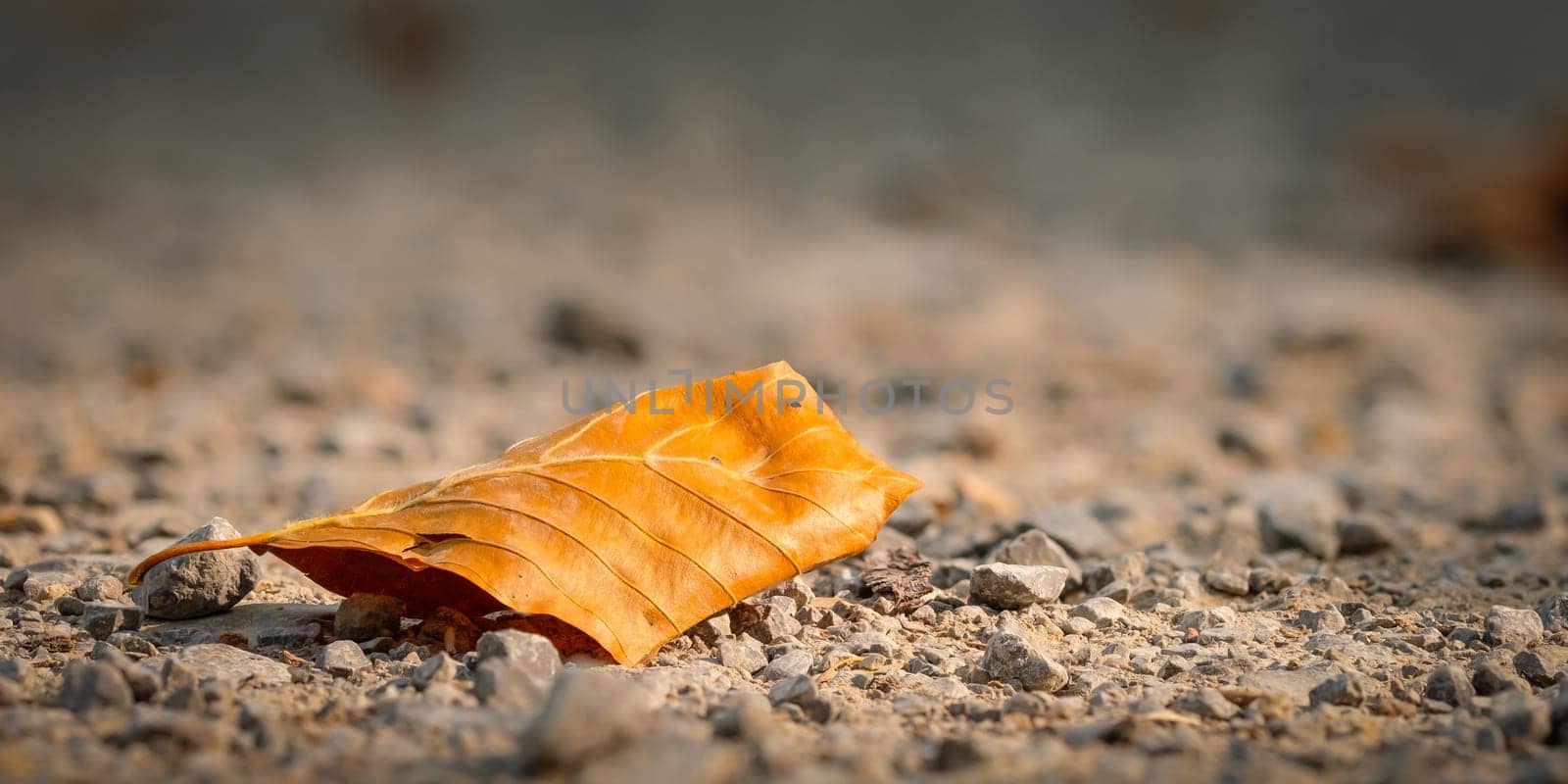 Beech leaf in autumn orange colouring on a forest path soil