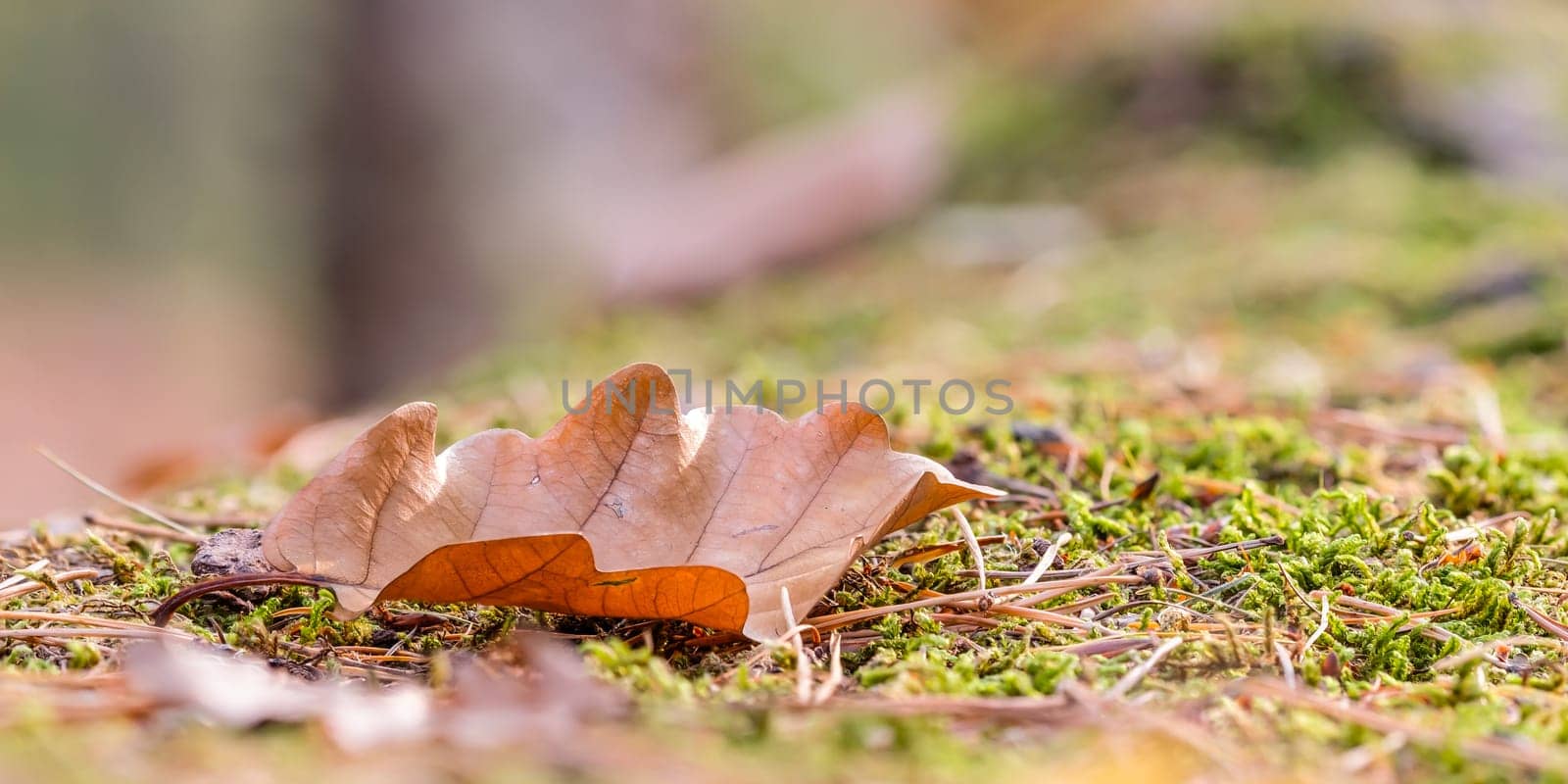 Oak leaf on moss on forest soil