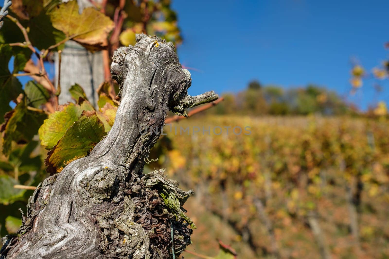 Gnarled old grapevine in vineyard in autumn as close-up