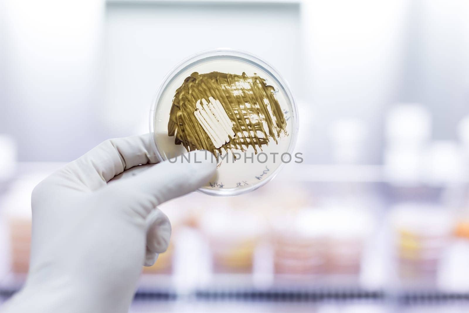 Scientist growing bacteria in petri dishes on agar gel as a part of scientific experiment. Corona virus pandemic concept. Development of virus treatment drug.