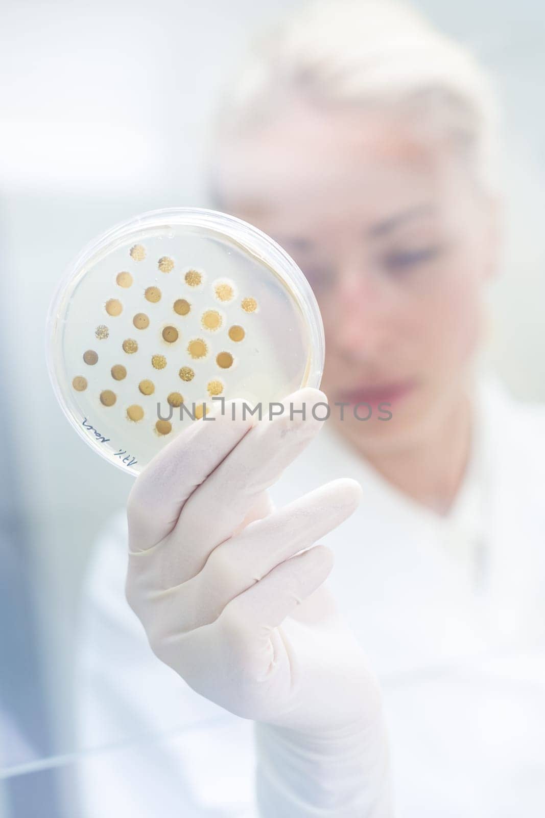 Scientist growing bacteria in petri dishes on agar gel as a part of scientific experiment. Corona virus pandemic concept. Development of virus treatment drug.