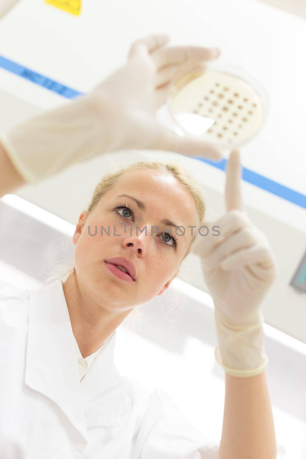Scientist growing bacteria in petri dishes on agar gel as a part of scientific experiment. Corona virus pandemic concept. Development of virus treatment drug.