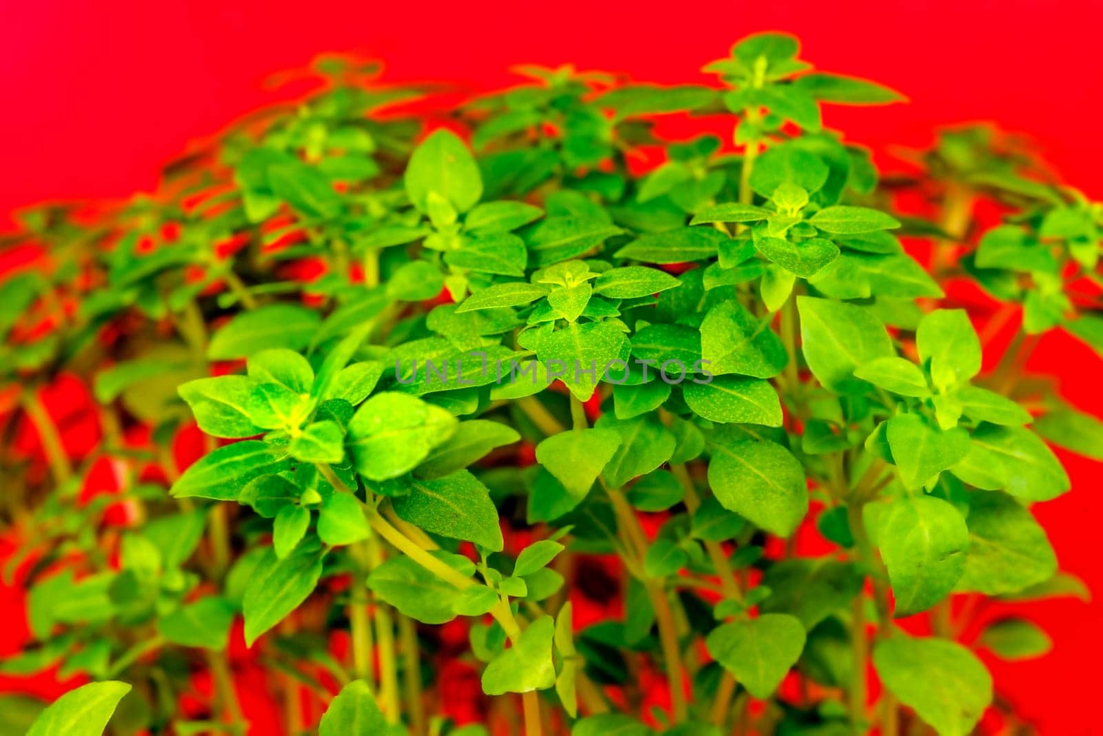 basil, fresh herb in spring