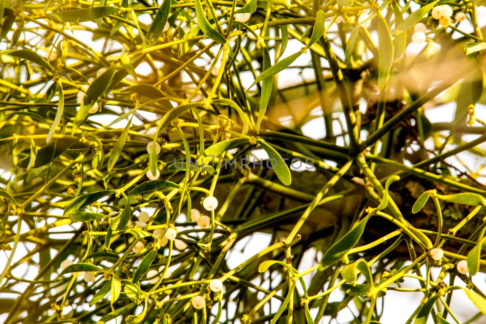 mistletoe in a tree in wintertime in Germany