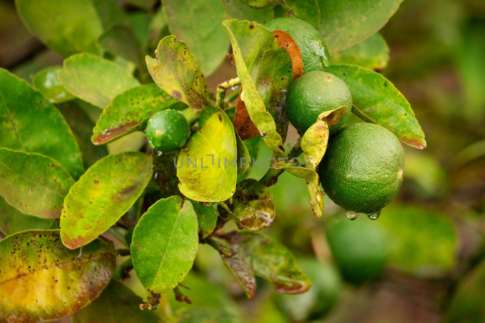 Lime Fruit On Tree, close up of citrus fruit