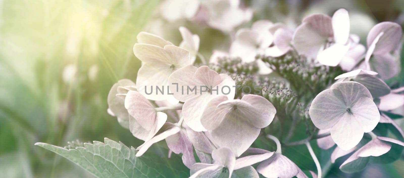 Blooming pastel pink Hydrangea in the warm morning sun. Panorama view. Garden, leisure, hobby, beauty, concept.