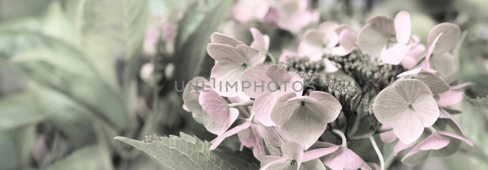Blooming pastel pink Hydrangea in the warm morning sun. Panorama view. Garden, leisure, hobby, beauty, concept.