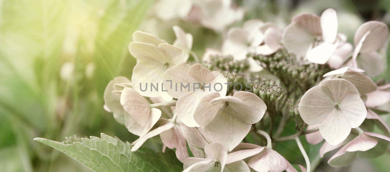 Blooming pastel pink Hydrangea in the warm morning sun. Panorama view. Garden, leisure, hobby, beauty, concept.