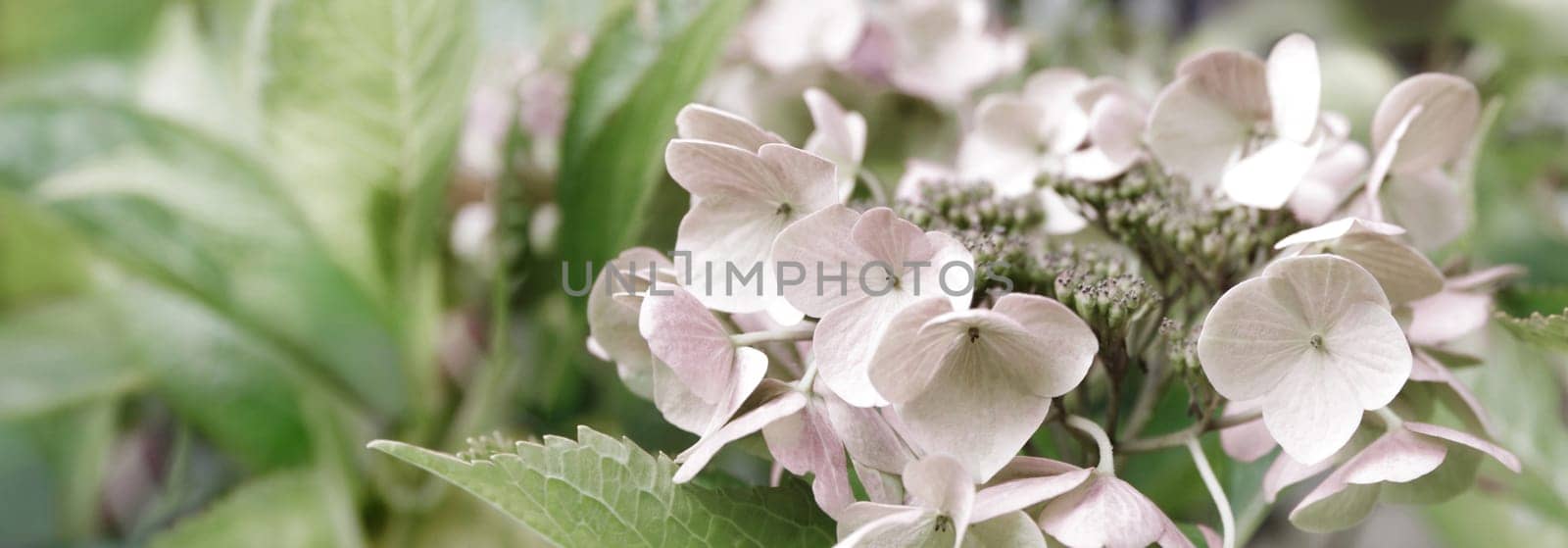 Blooming pastel pink Hydrangea in the warm morning sun. Panorama view. Garden, leisure, hobby, beauty, concept.
