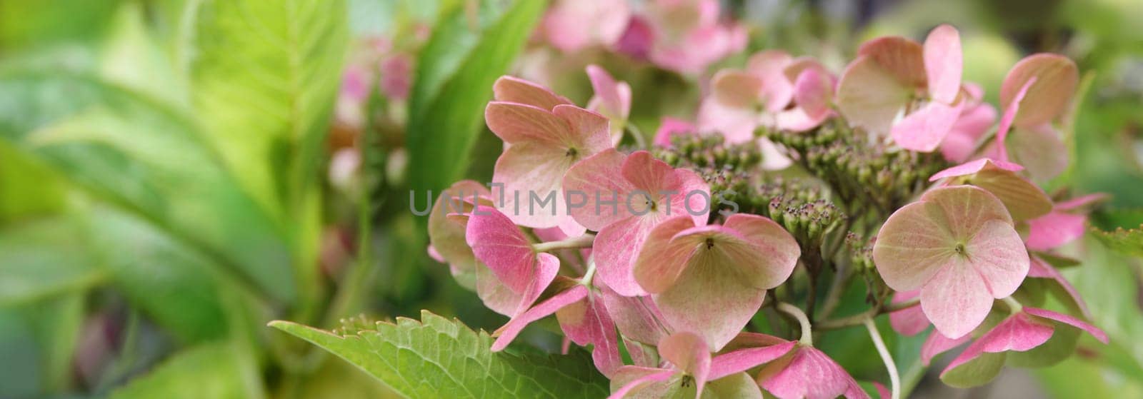 Blooming pastel pink Hydrangea in the warm morning sun. Panorama view. Garden, leisure, hobby, beauty, concept.