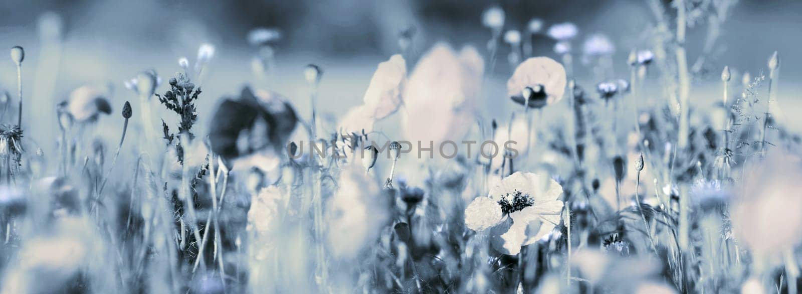 Tinted blooming pastel red poppies and light blue cornflowers in a summer field. Panorama view. Mourning card concept photo.