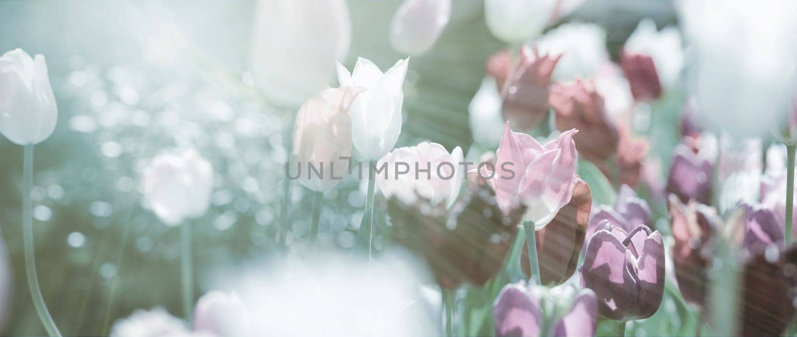 Tulips toned with different paint channels added, mourning card concept photo