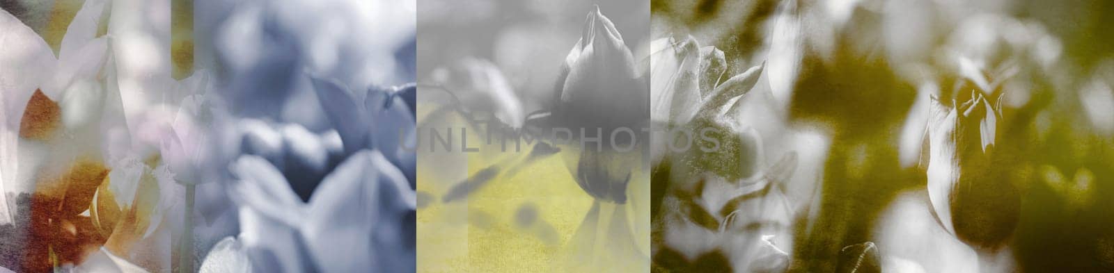 Facets of Tulips and Landscapes. Collage, photomontage on panorama view. Nature, colors, beauty, grief, mourning, memories, concept.