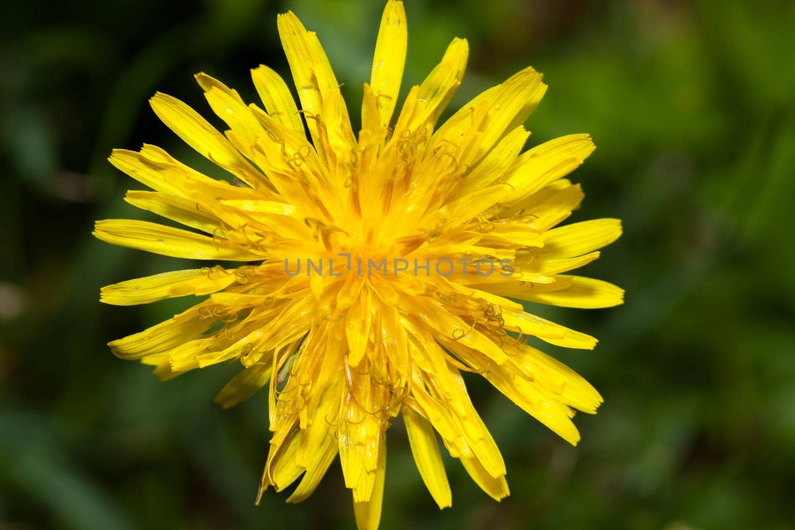 Close up of Dandelion flower, taken top to bottom, Intensive yellow flower