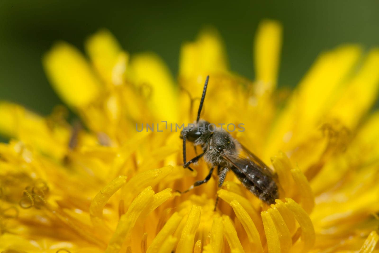 A small solitary bee (family Apidae, genus Lasioglossum) in a dandelion flower