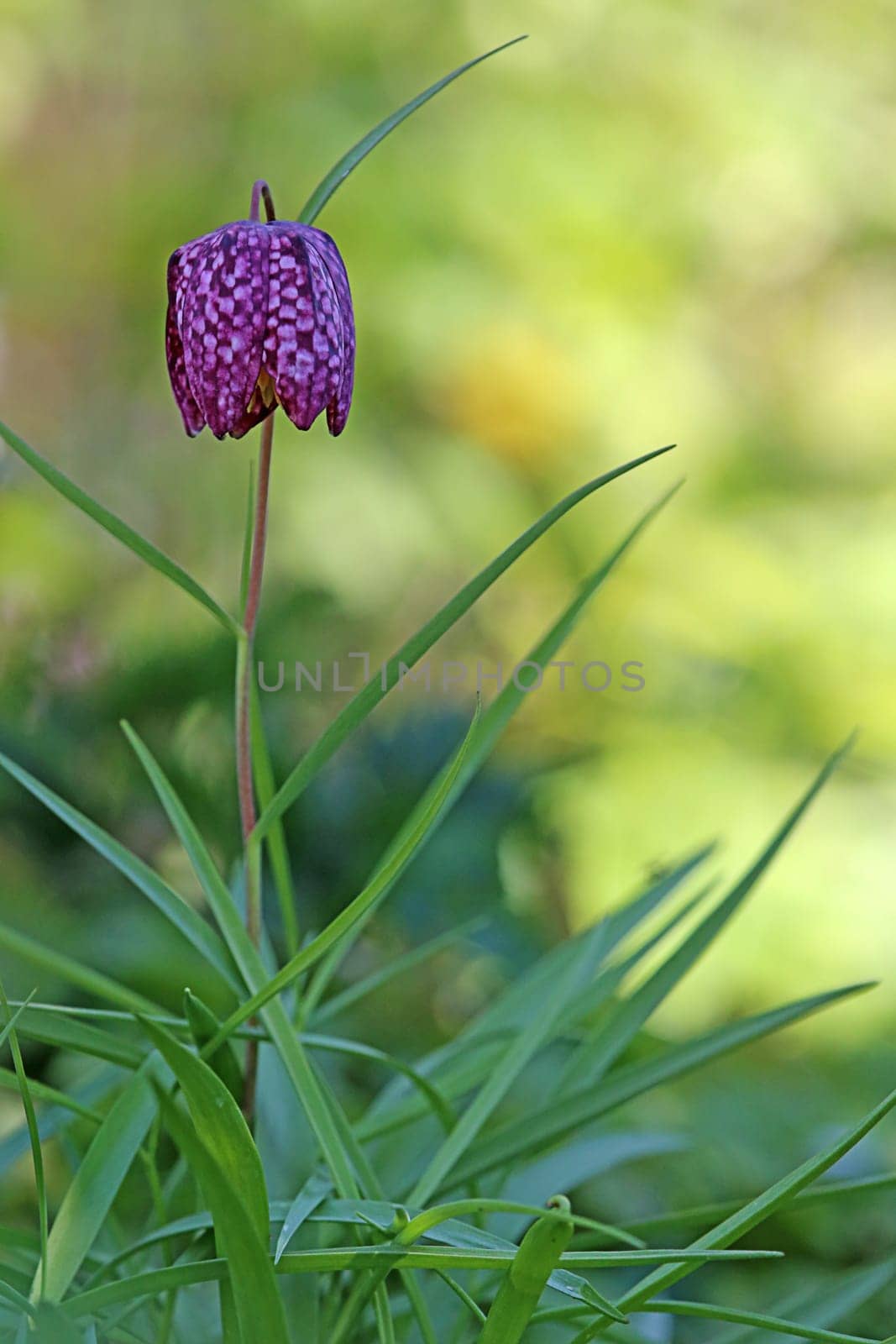 Chess flower Fritillaria meleagris on an April morning
