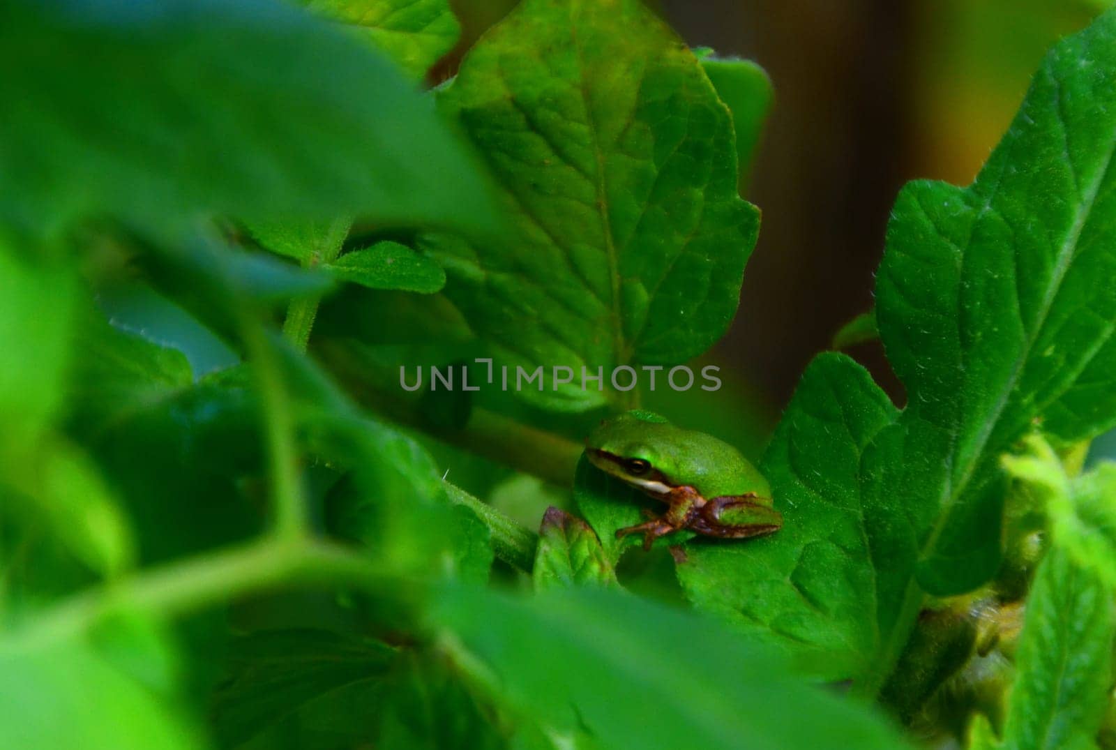 An Eastern Dwarf Tree Frog