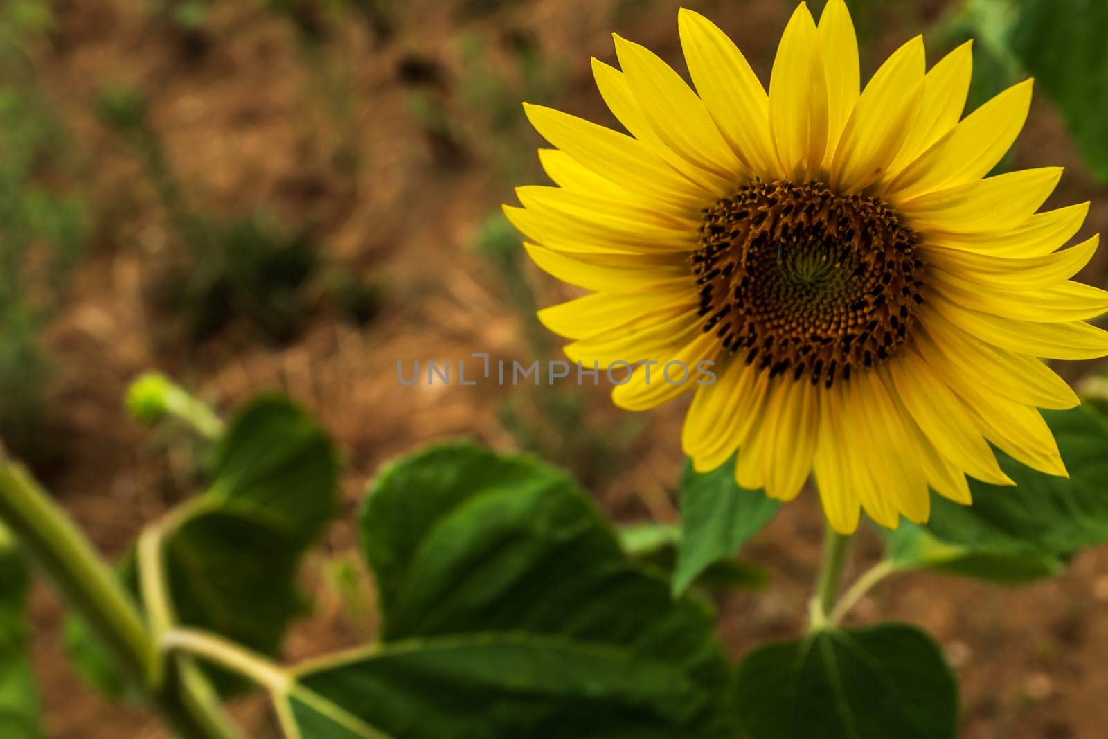 A bright yellow sunflower placed on the right side of the frame, large petals and flower head in the foreground, green leaves blurred in the background.