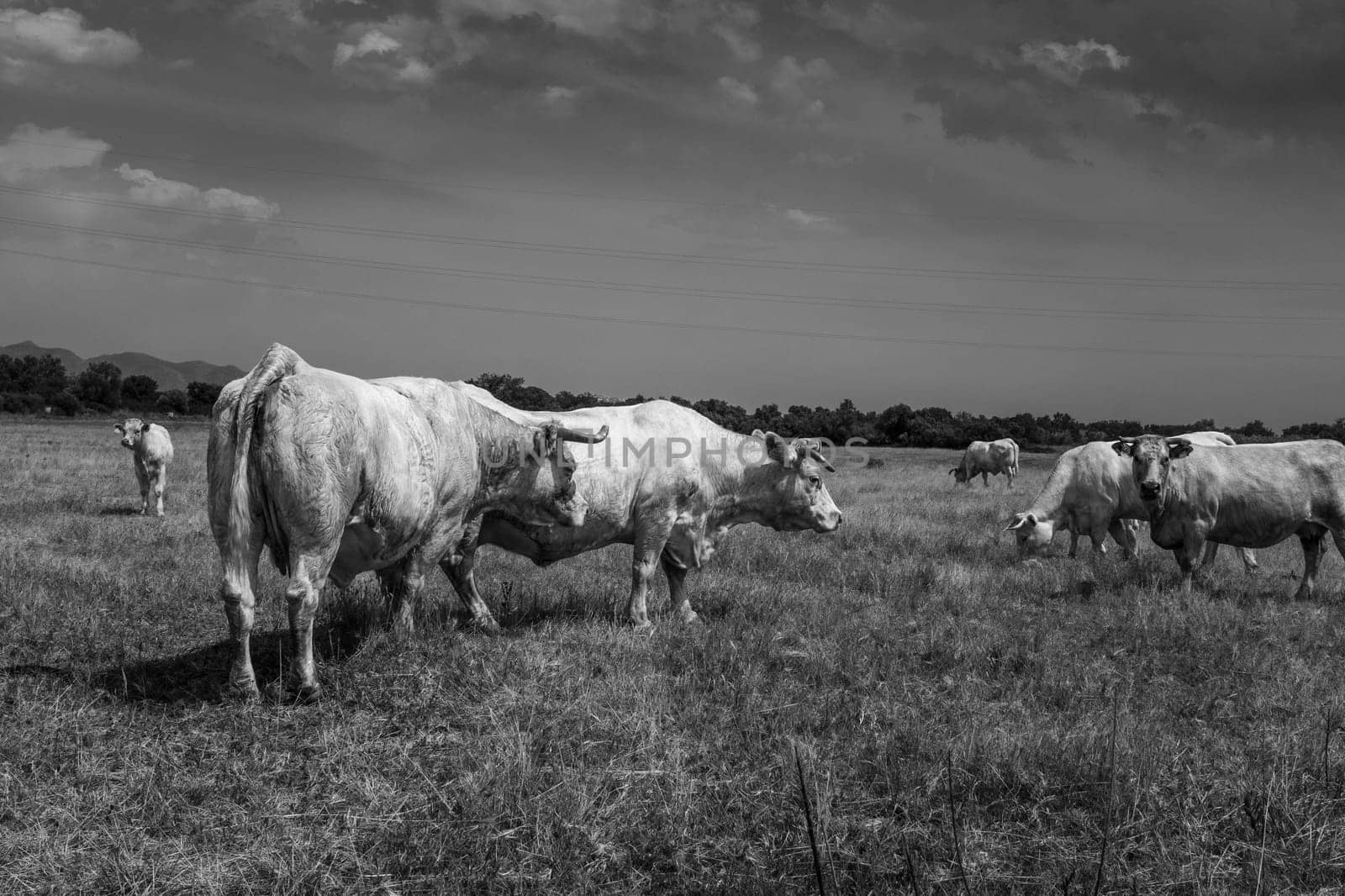 White cows grazing in the quiet of the Catalan rural scene. A curious calf and a cow look in the direction of the photographer. Black and white landscape.