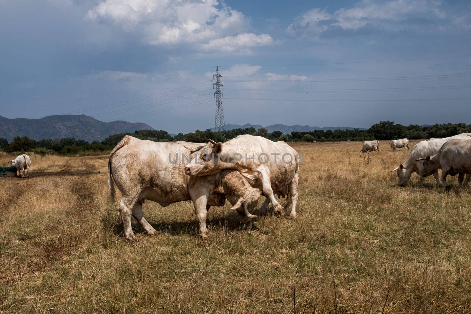 Out in the pasture, two cows enjoy scratching with one another. Concept of animal welfare in organic agriculture.