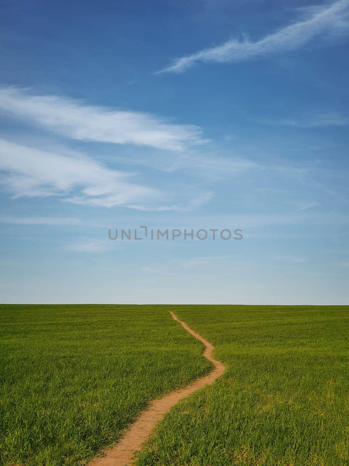 Narrow footpath across a growing wheat green field below a blue sky. Natural spring vertical orientation minimalist background. Peaceful scene with a path to the horizon, idyllic rural landscape.