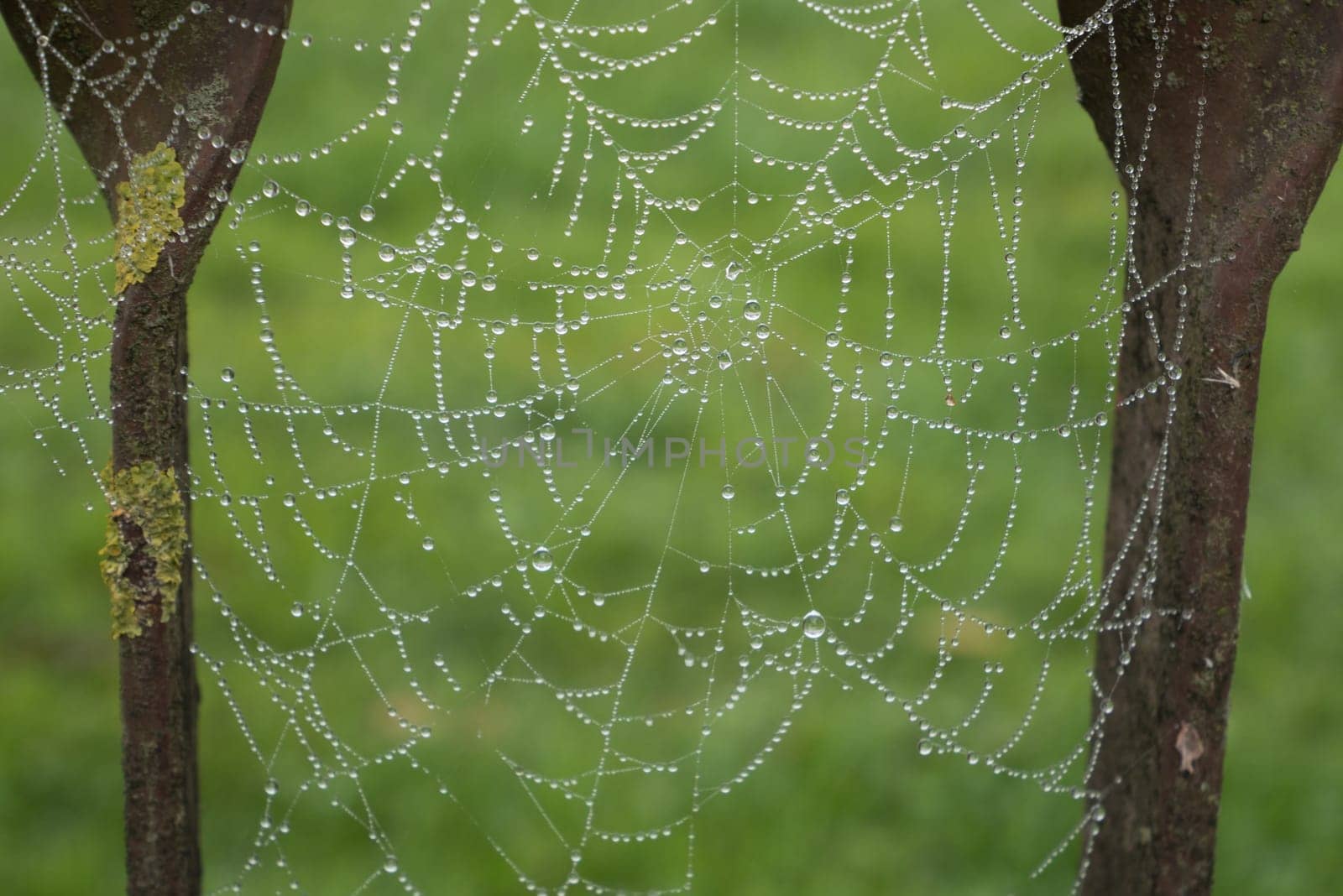 Rain drops on the spider web. On a green background, the spider web is properly formed.