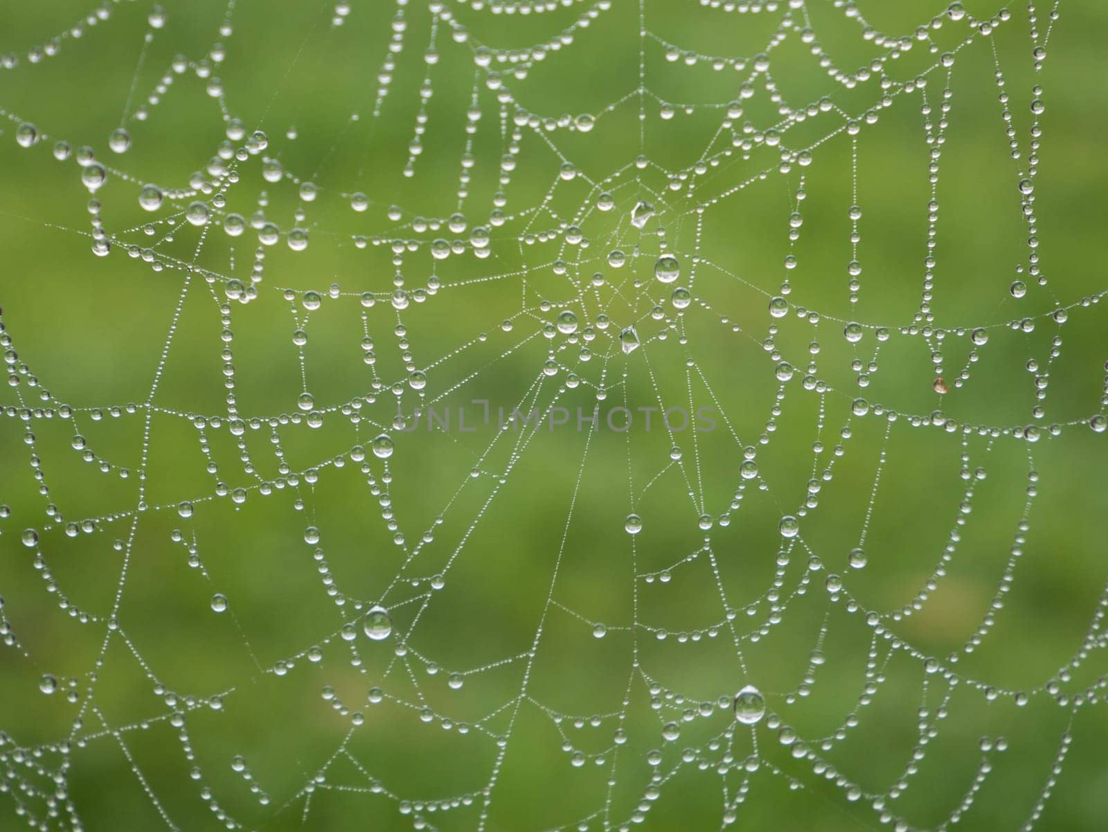 Rain drops on the spider web. On a green background, the spider web is properly formed.
