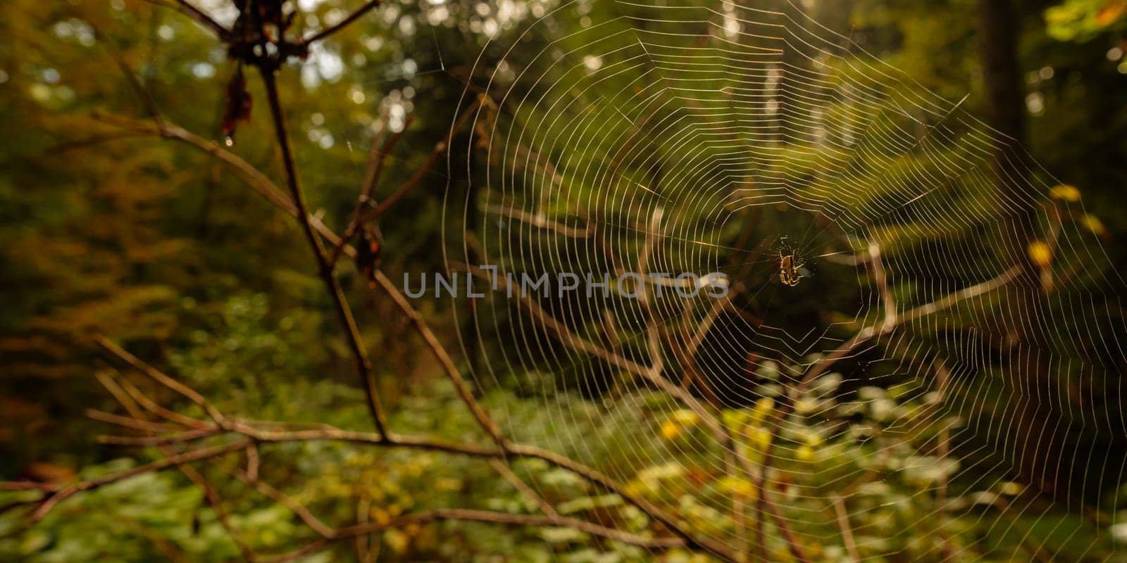 Spider`s web with csoss spider in a forest with back lit