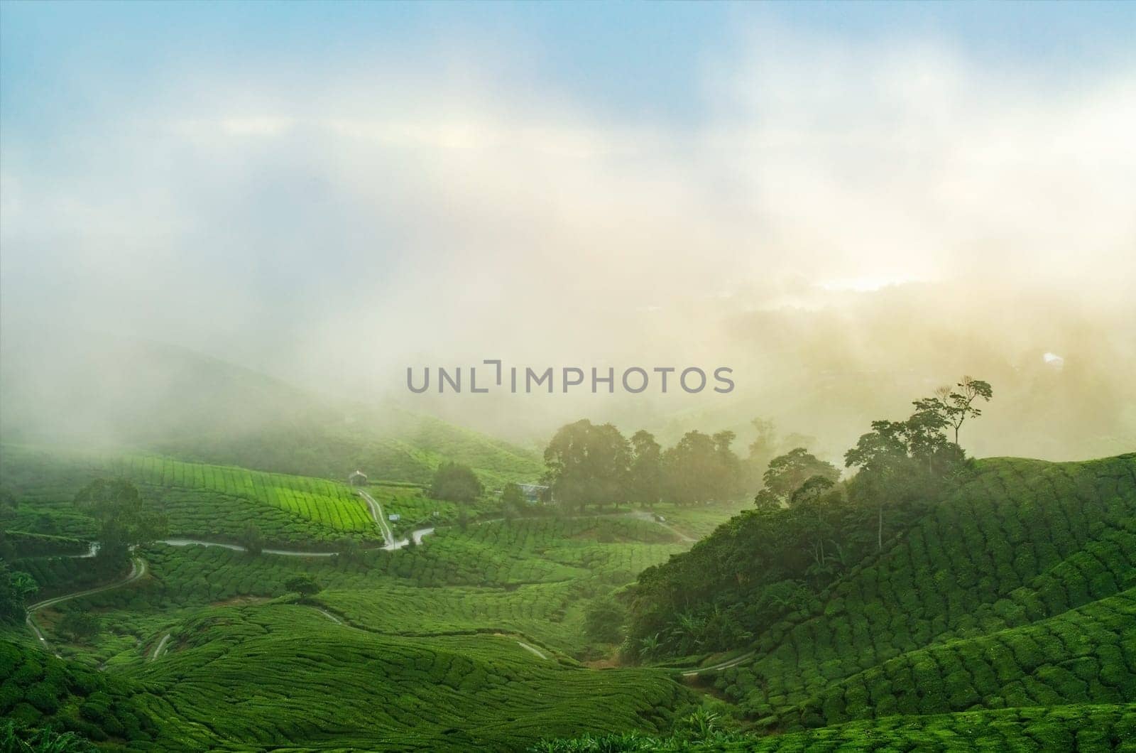 Sunrise view of tea plantation landscape at Cameron Highlands, Malaysia.
