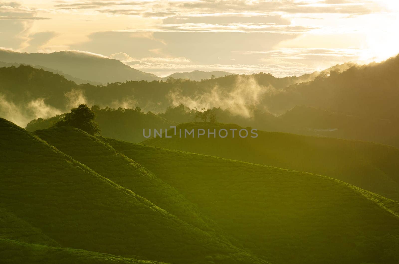 Sunrise view of tea plantation landscape at Cameron Highlands, Malaysia.