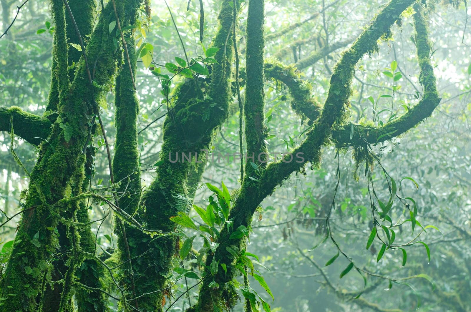 Mossy forest, cameron highlands Malaysia
