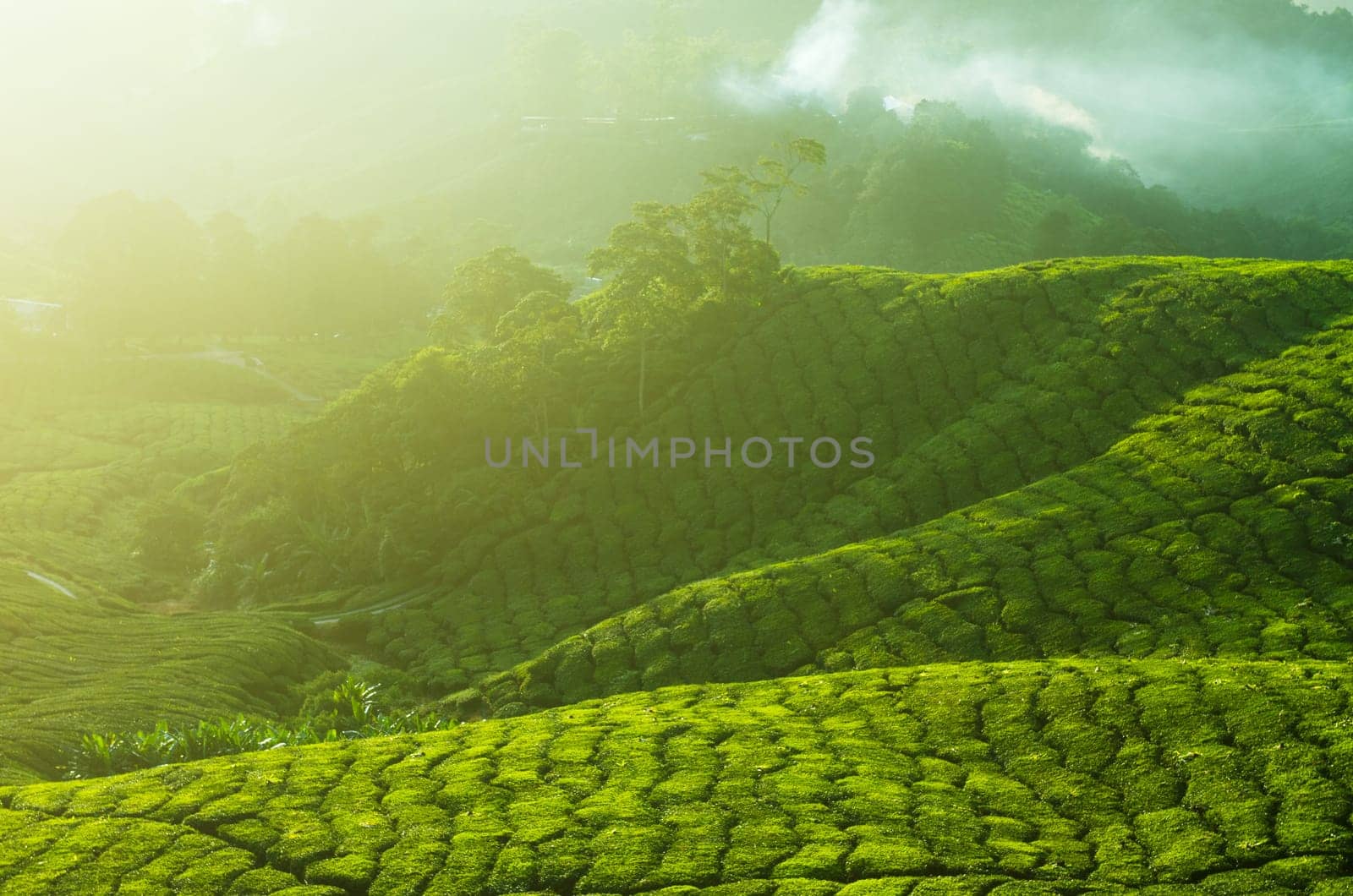 Tea Plantations at Cameron Highlands Malaysia. Sunrise in early morning with fog.