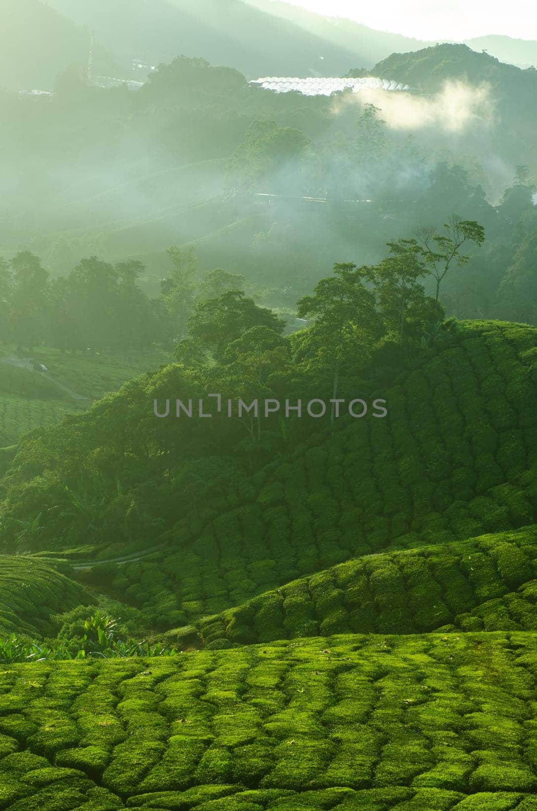 Tea Plantations at Cameron Highlands Malaysia. Sunrise in early morning with fog.