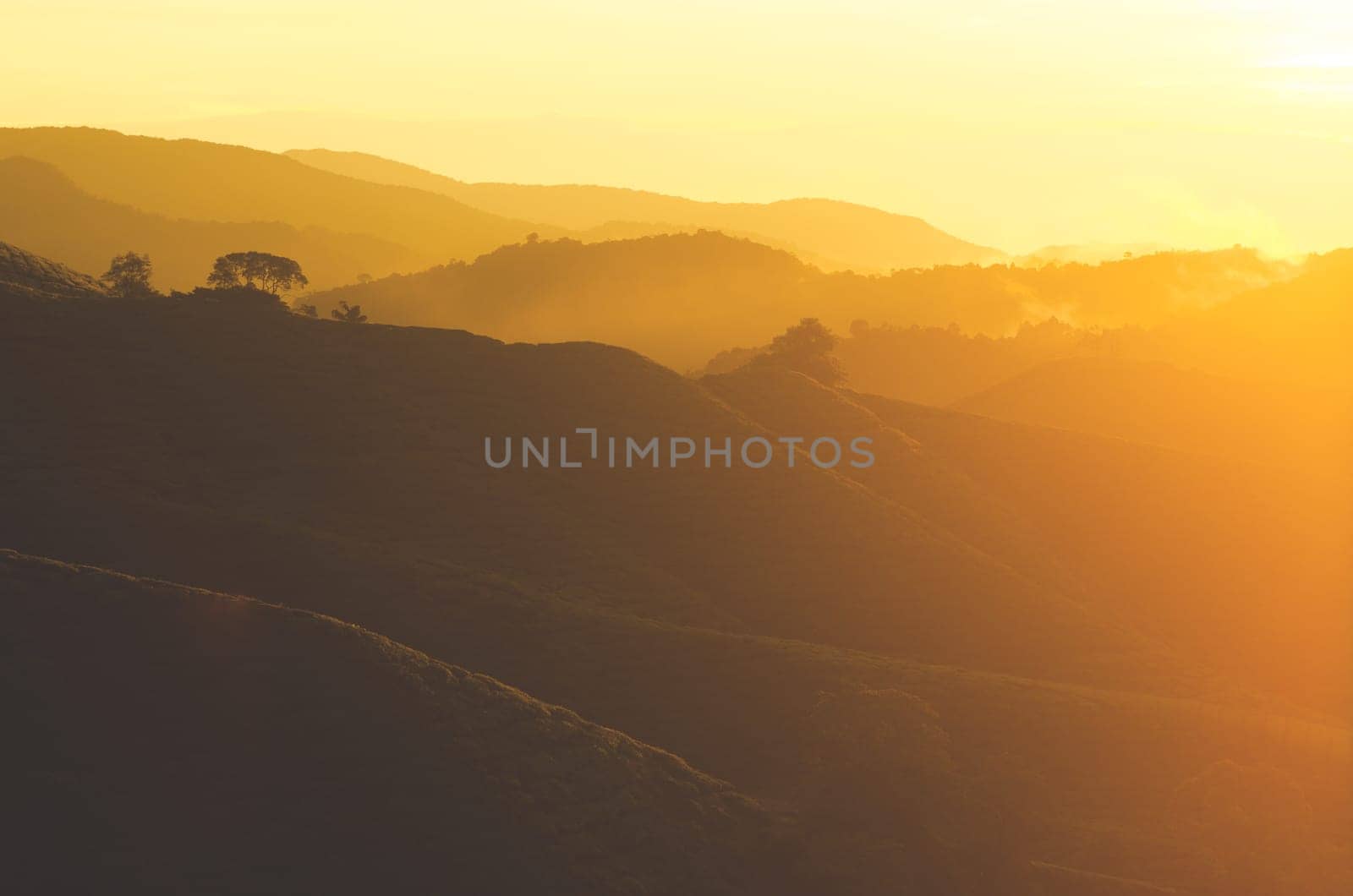 Sunrise view of tea plantation landscape at Cameron Highlands, Malaysia.
