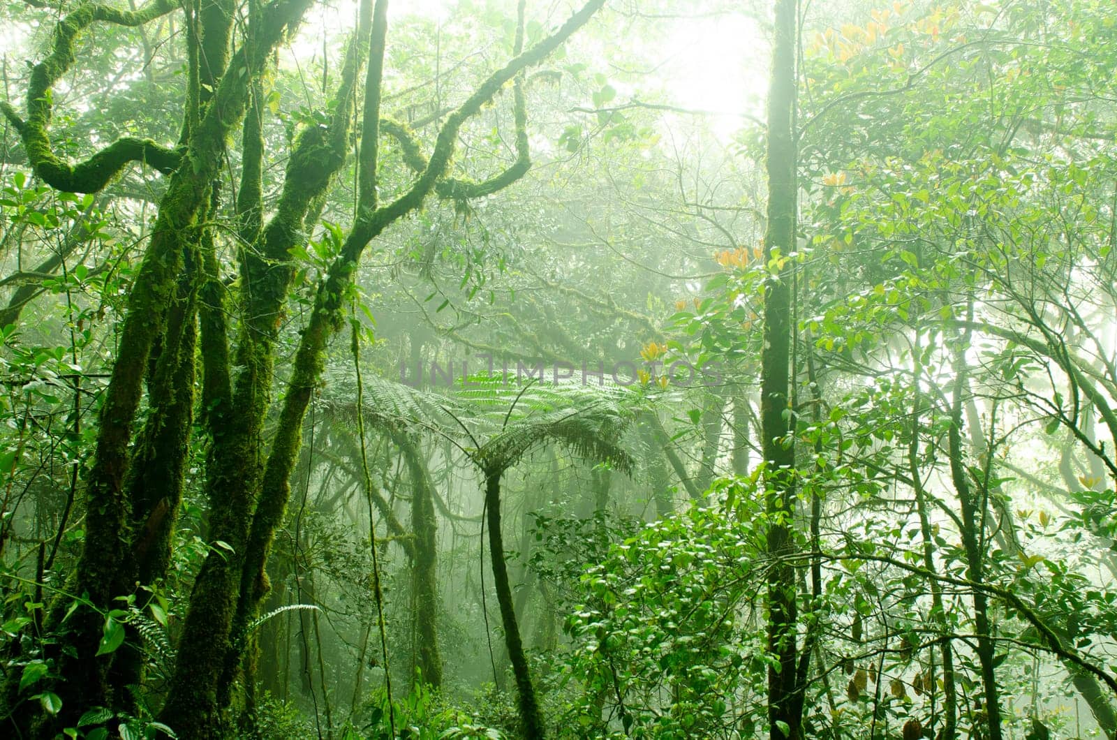 Mossy forest, cameron highlands Malaysia