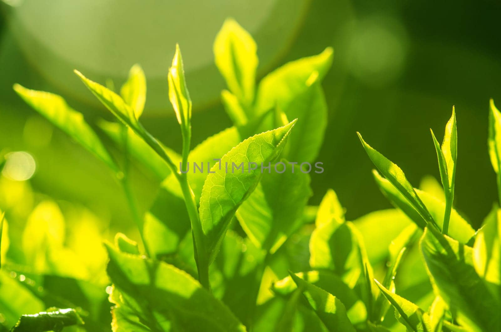 Tea leaf with plantation at the background, morning view.