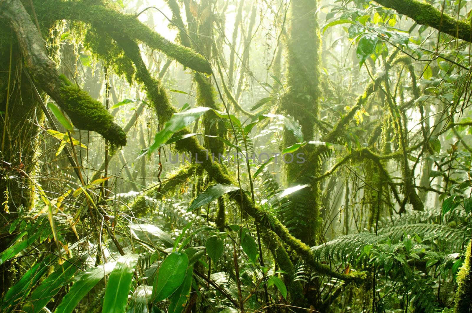 Mossy forest, cameron highlands Malaysia