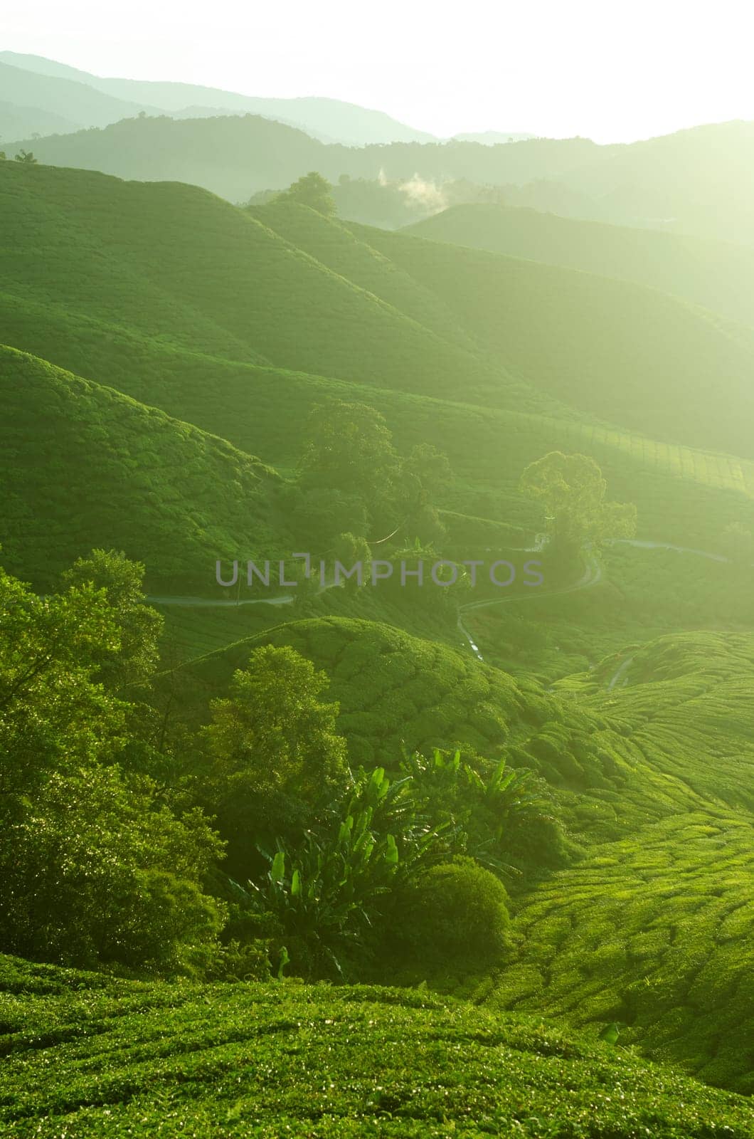 Tea Plantations at Cameron Highlands Malaysia. Sunrise in early morning with fog.