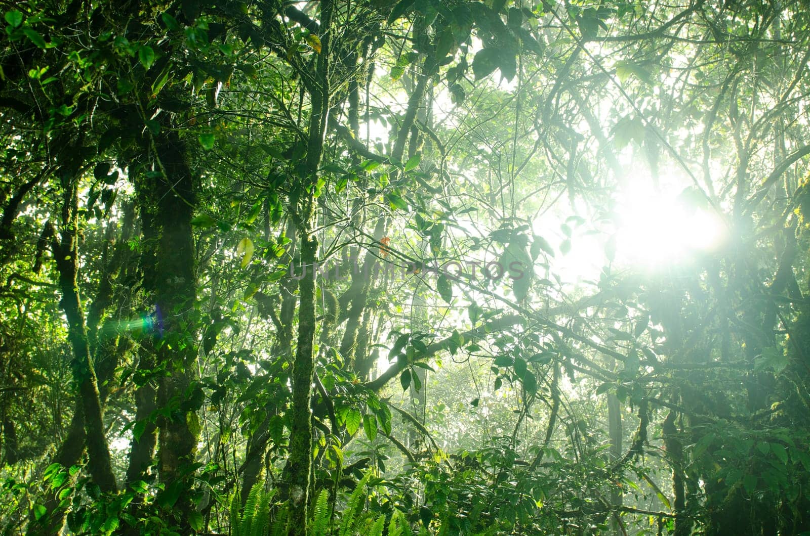 Mossy forest, cameron highlands Malaysia