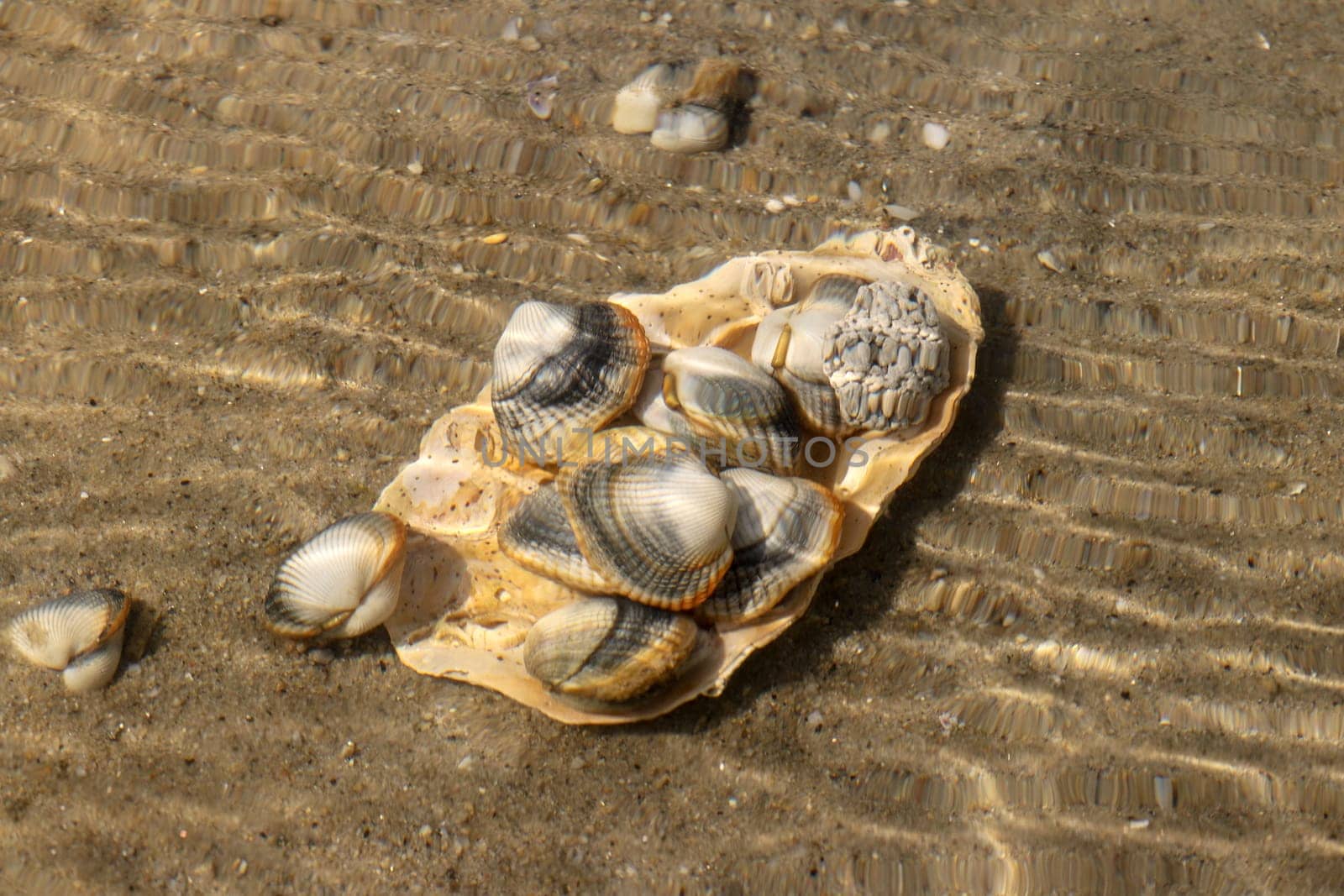 Common cockles underwater on seabed - species of edible saltwater clams