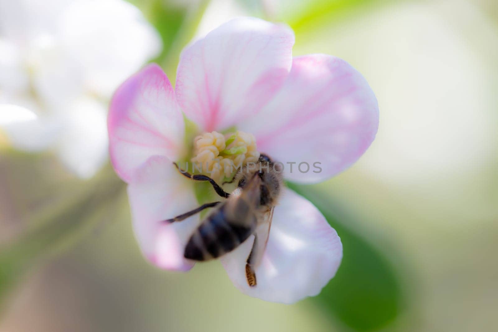 Apfelblüte