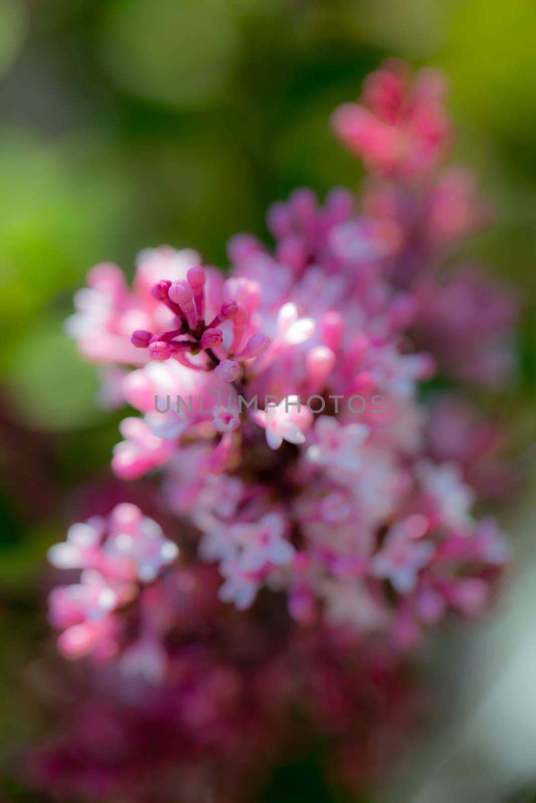 Frühlingsblüten
