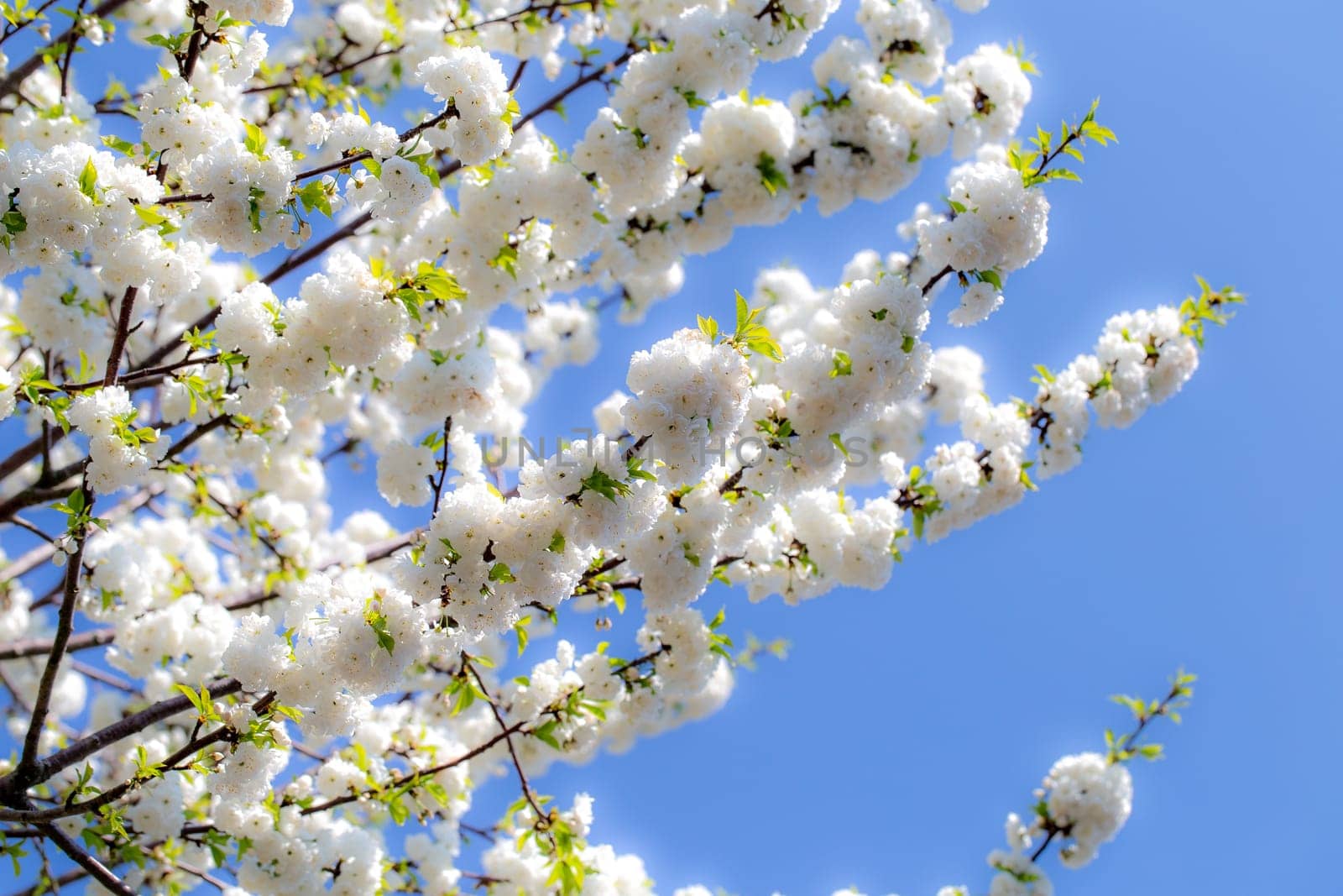 Frühlingsblüten